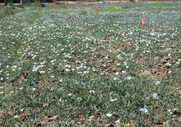 Field shows how extensively field bindweed can spread. (photo: Bob Johnson)