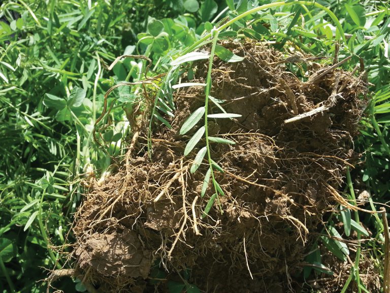 Root system on a plant