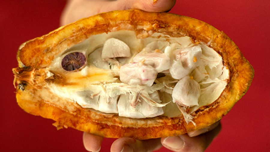 The pulp or "baba" inside a cracked ripe cacao pod is tangy and sweet with flavors of tropical fruit.