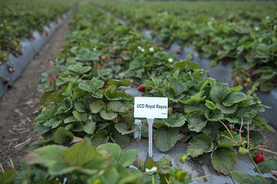 A section where the UC Davis Royal Royce strawberries are grown in Salinas, California. (photo Hector Amezcua/UC Davis)