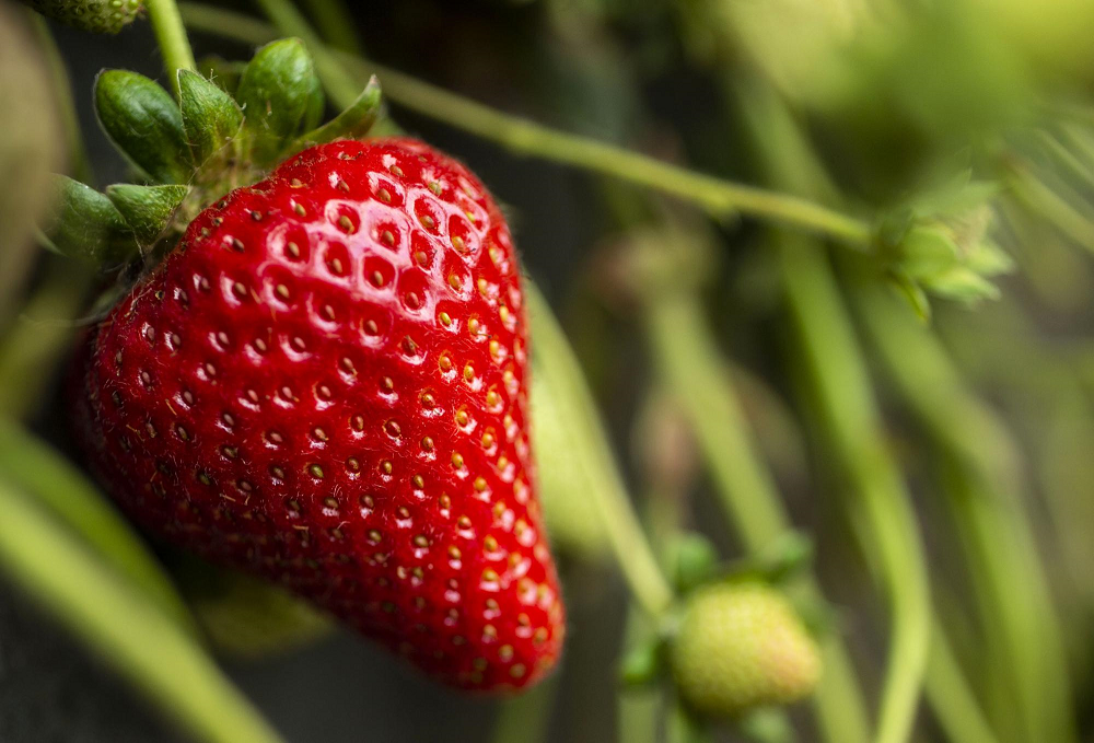 The new strawberry variety Moxie is showing yield increases as much as 29 percent over previous UC varieties. (photo Hector Amezcua/UC Davis)