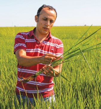 Luis Espino, UCCE farm advisor, says precise application of fertilizer can help rice avoid diseases. (photo Bob Johnson)