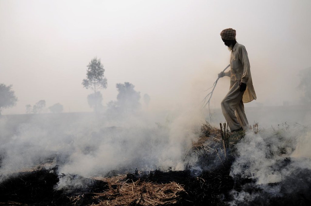 Burning of rice residues after harvest, to quickly prepare the land for wheat planting, around Sangrur, SE Punjab, India. (photo Neil Palmer/CIAT)