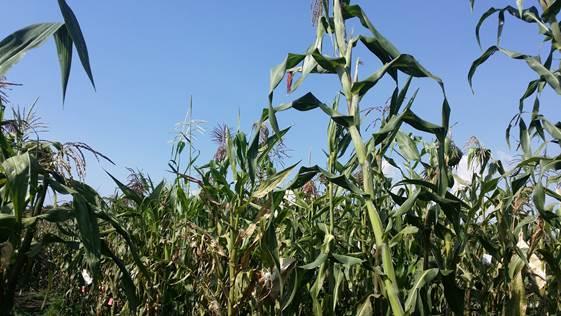 Maize growing at a highland field site in Toluca, Mexico. UC Davis researchers are studying how maize adapted to different environments. The new knowledge could aid in breeding crops resistant to climate change. (photo: Rocio Aguilar)