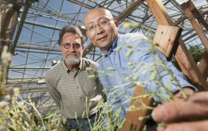 Kent Bradford, left, and Alfred Huo, seen here with a flowering lettuce plant, found that lettuce could be prevented from flowering by increasing the expression of a specific microRNA in the plants. The high levels of this microRNA prevent the plant from transitioning to adulthood and flowering, and the plant continues to make numerous baby leaves rather than forming a compact head of lettuce. (photo: Gregory Urquiaga/UC Davis)