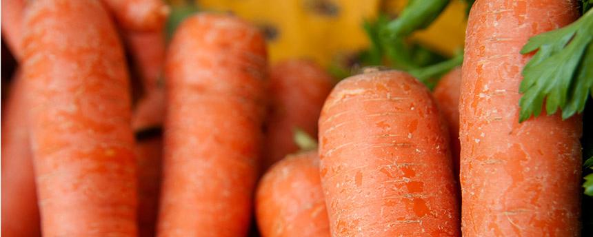 Genome sequencing reveals how carrots have become good at accumulating carotenoids, the pigment compounds that give them their characteristic colors and nutritional richness. (photo: Gregory Urquiaga/UC Davis)