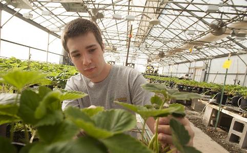Scott Malain, an undergraduate plant sciences student, examines and prunes strawberry plants that are part of the UC Davis Public Strawberry Breeding Program. (photo: Gregory Urquiaga/UC Davis)