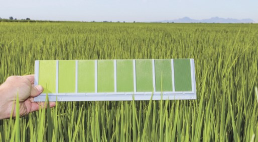 This leaf color chart, developed by UC Cooperative Extension farm advisor Cass Mutters, helps rice growers determine whether to apply nitrogen to their crop. (photo: Kathy Coatney)