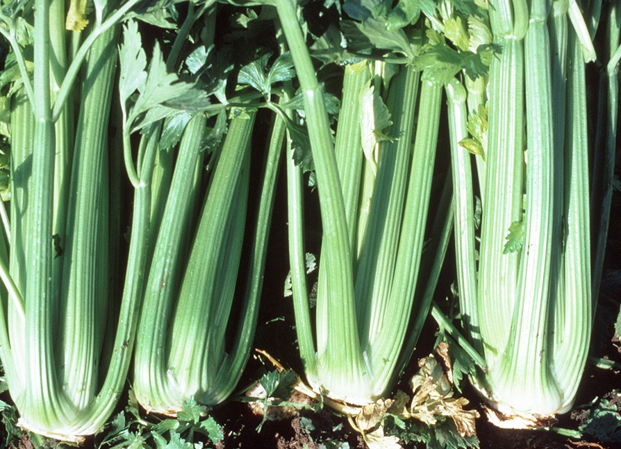 Celery harvest in the field (photo: UC ANR)