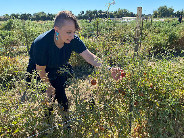 Woman in a field of waist-high bushes, reaching intently into one of them.