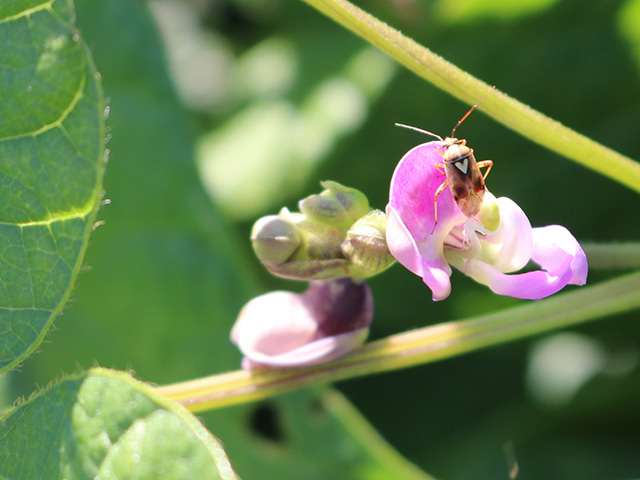 Close-up of a green leafy plant. There's a pink blossom, and a beetle-like insect on it.