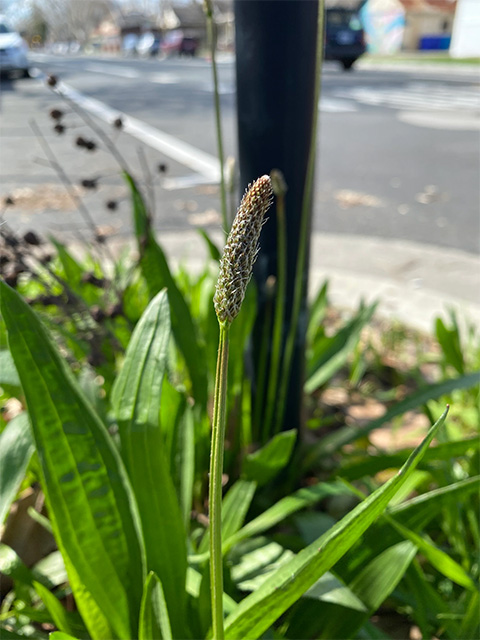 close-up of low green plants with wide leaves and spiky stalks, along a street edge