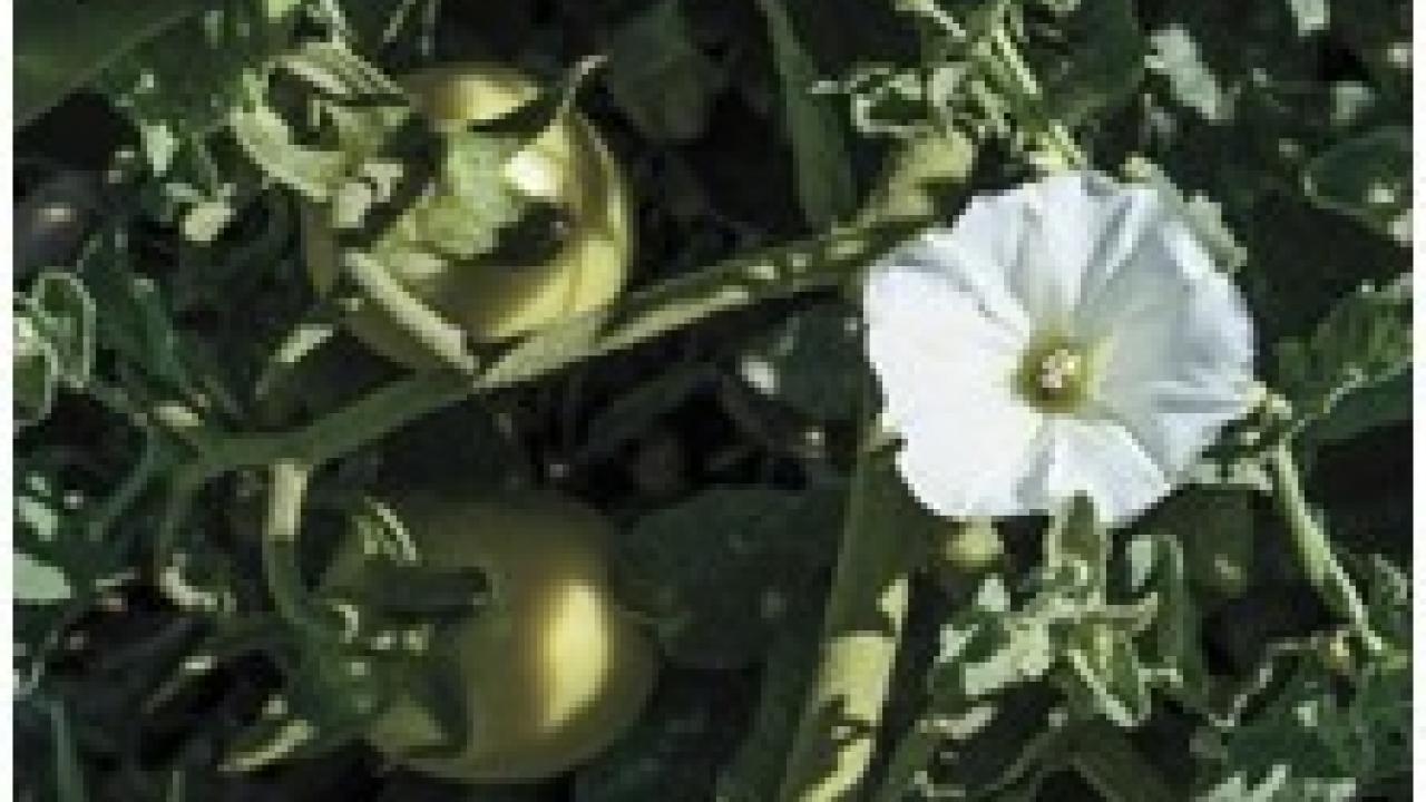 close-up photo of white weed flower