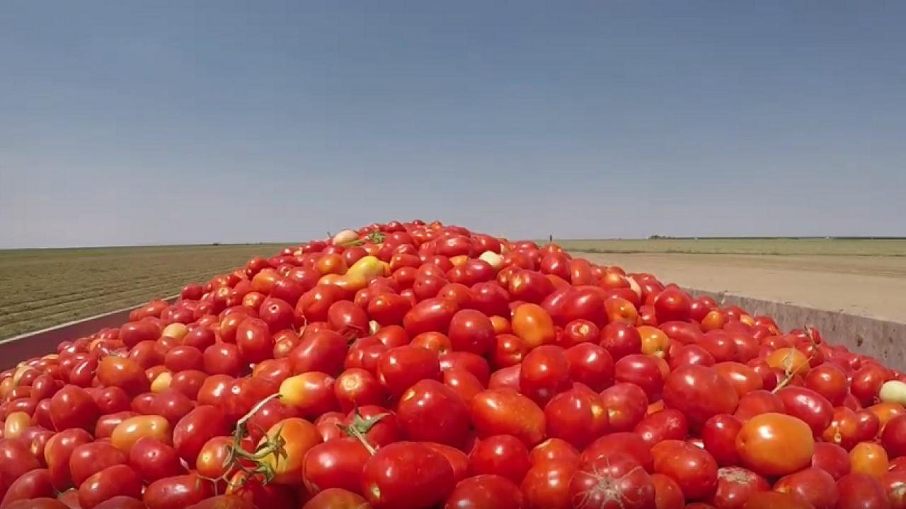 Processing tomatoes in truck