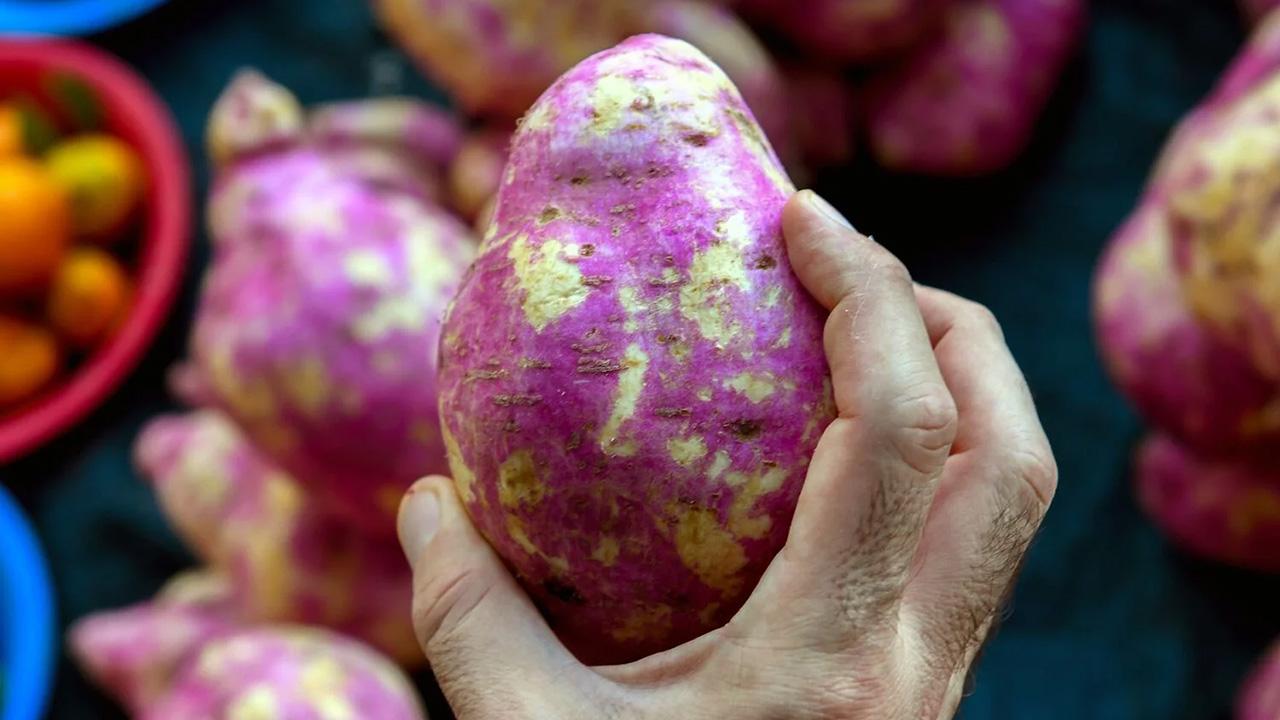 A person's hand holding a purplish tuber