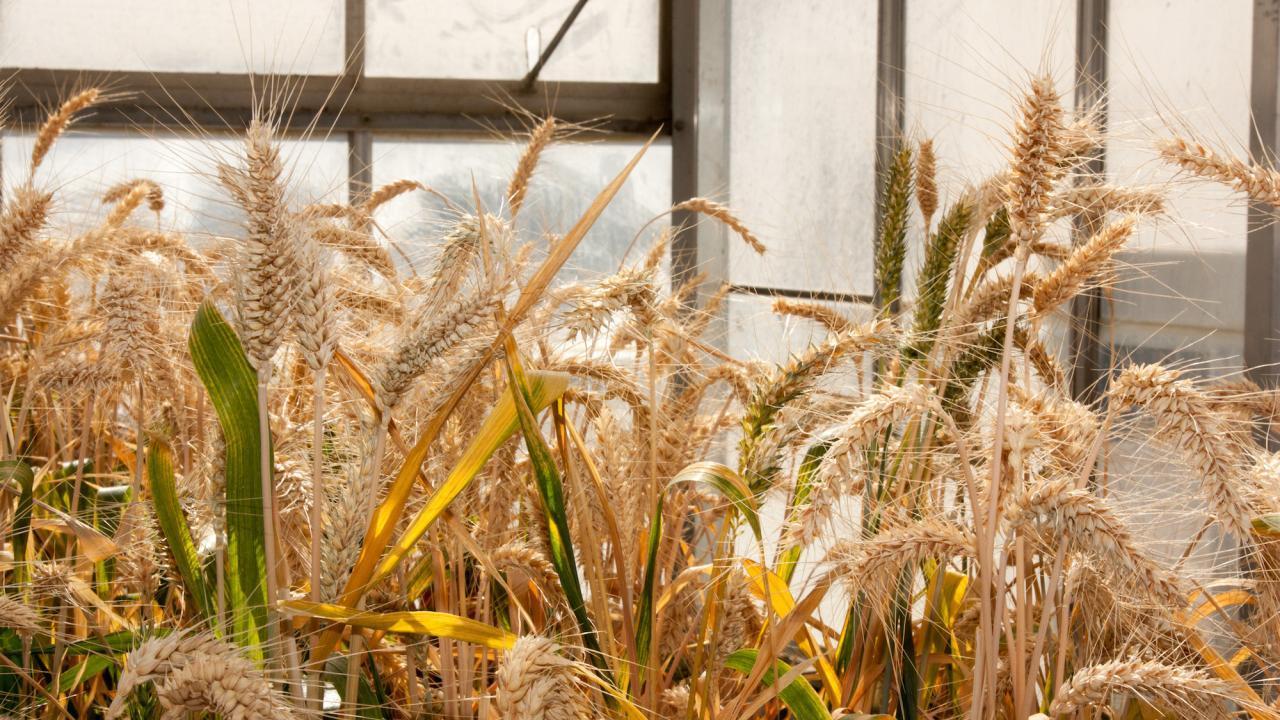 Dubcovsky wheat research