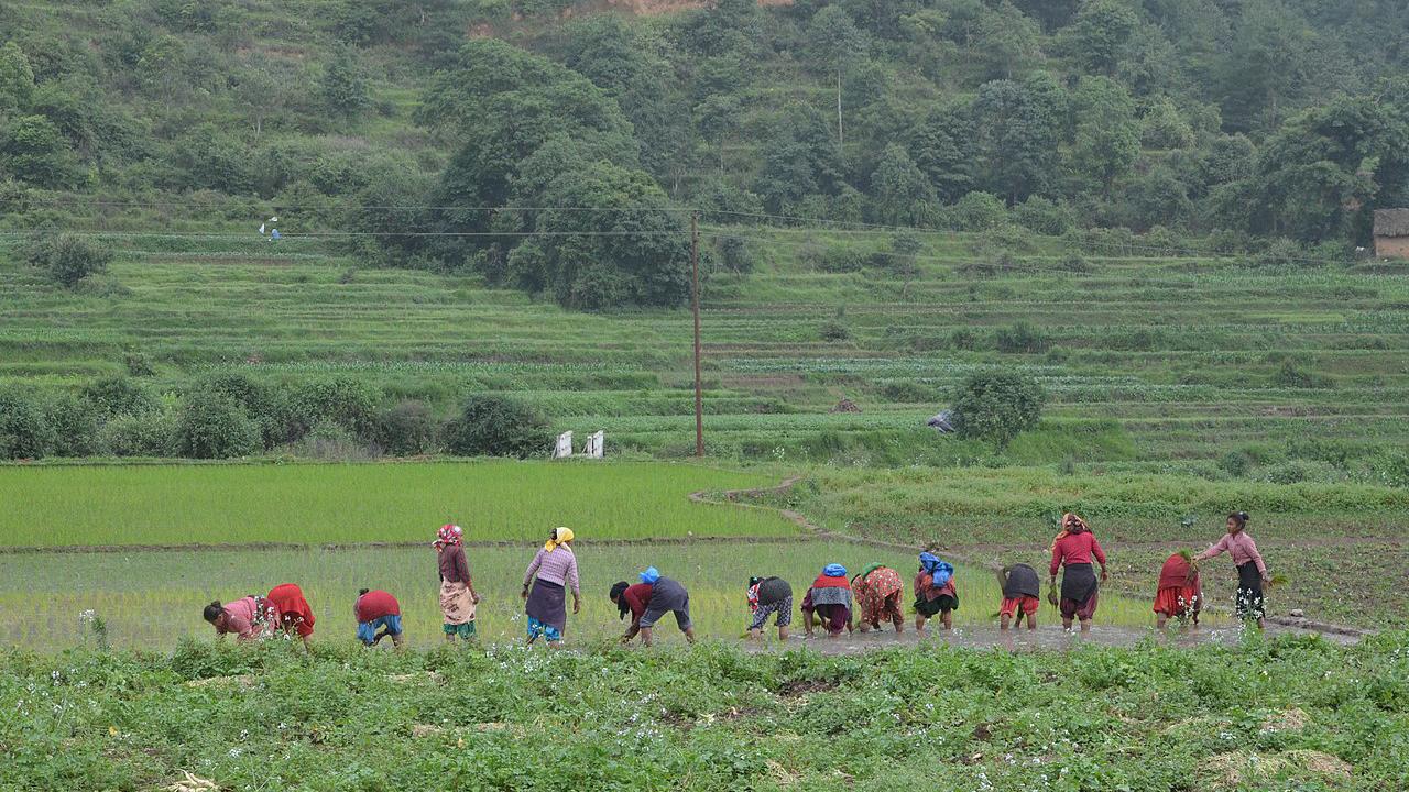 Men and women in a line, bent over as they work in a green field, with a steep mountain in the background.