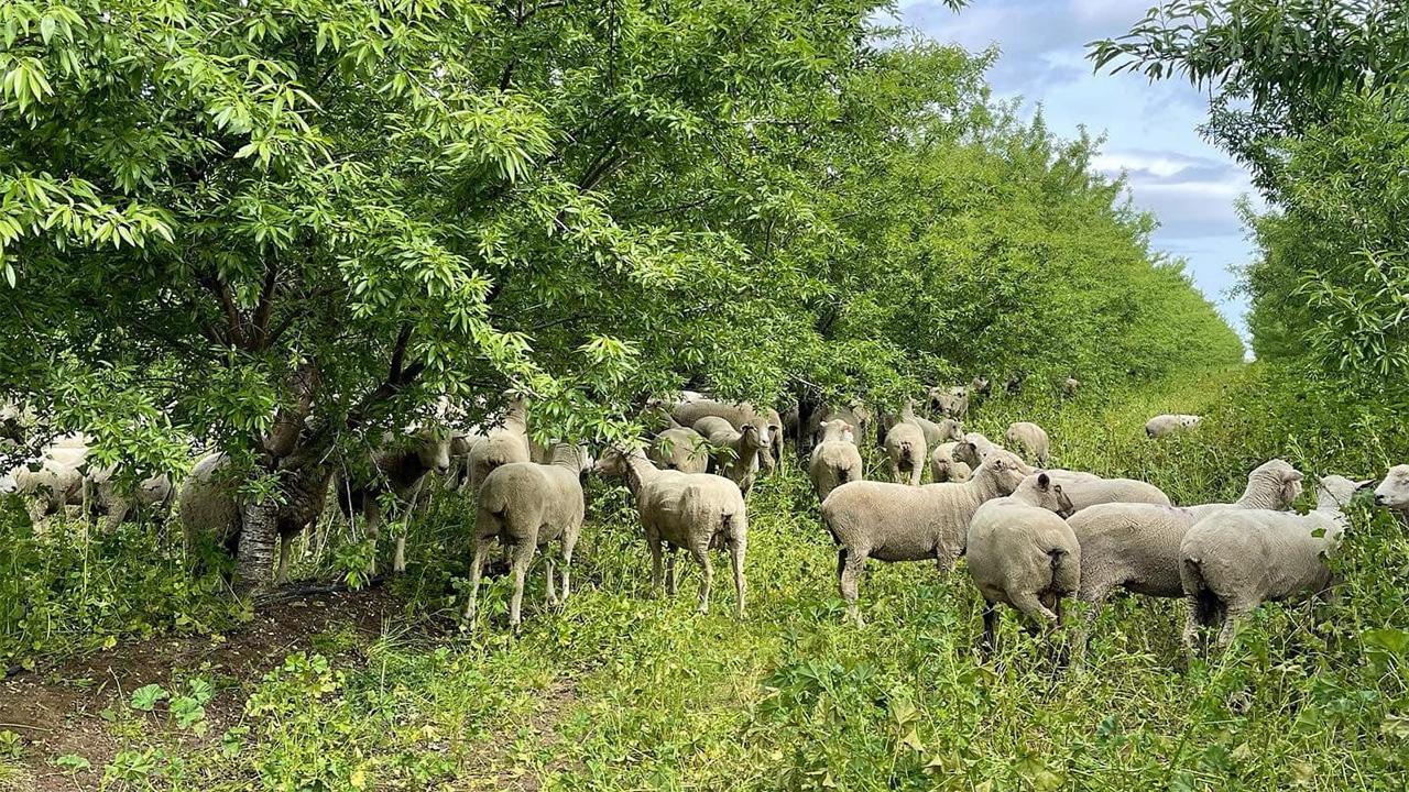 Sheep in an orchard, eating low green plants growing in the open space between rows of green trees.