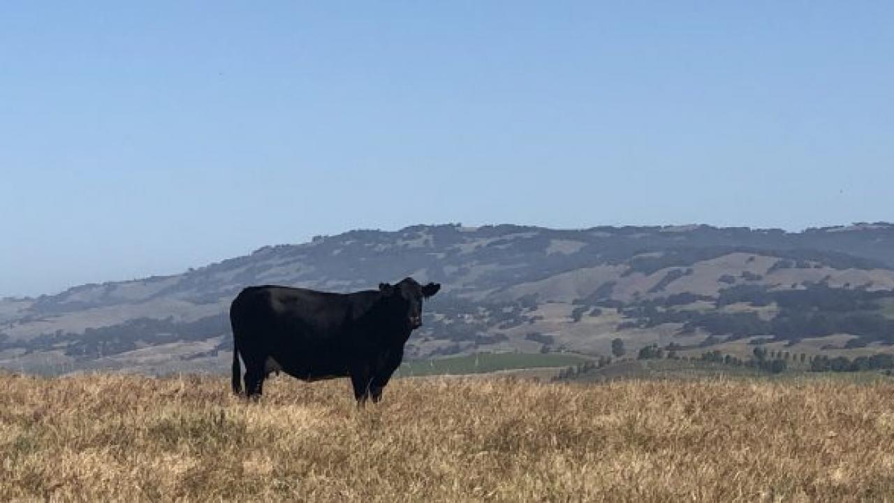 A cow stares towards the viewer and amidst dry grass in a wide valley with hills visible in the distance