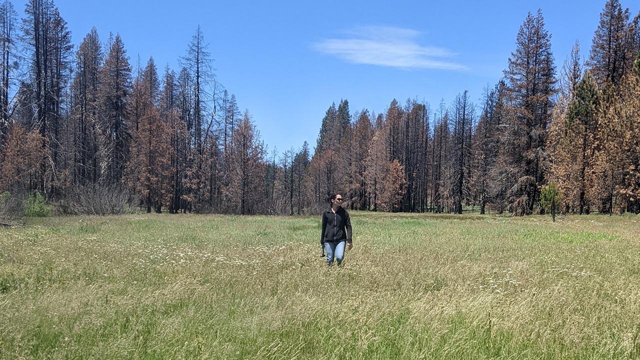 A woman in a wide, grassy meadow, with tall, darkened pine trees behind her and blue sky above