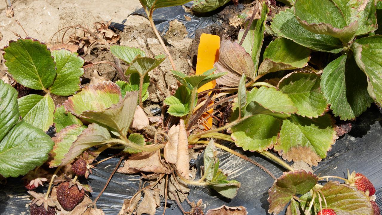 Close-up of strawberry plants with brown around the edges of the leaves.