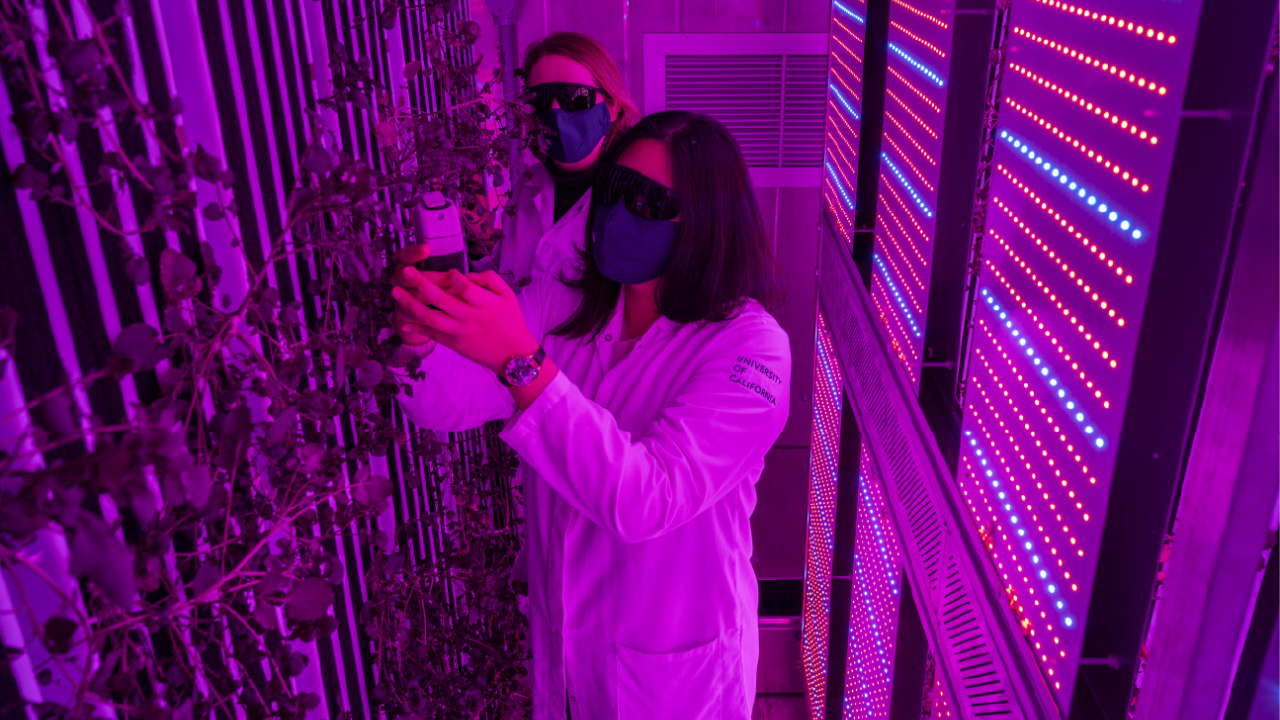 Prof Gail Taylor and Yufei Qian collecting data about watercress grown in the vertical farm