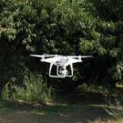 A drone flying in an orchard
