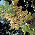 Cluster of pistachios on tree