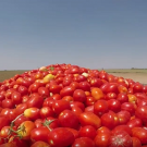 Processing tomatoes in truck