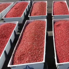 Harvested organic tomatoes in trucks