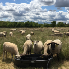 Grazing sheep. (photo Leslie Roche/UC Davis)