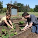 Students planting crops at the Horticulture Innovation Lab