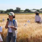Saarah Kuzay, speaking about her project and the WheatCAP grant supporting her research at the UC Davis Wheat Field Day 2018. (courtesy Dr. Adi Damania)