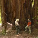 Redwood tree (Photo: CBS Sunday Morning)