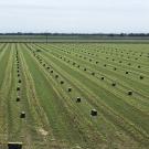 An alfalfa field with hay visibly drying in the sun