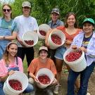 A group of young people in an orchard, holding buckets of red cherries