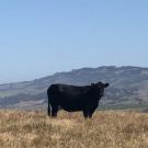 A cow stares towards the viewer and amidst dry grass in a wide valley with hills visible in the distance