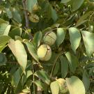 'UC Wolfskill' walnut tree with fruit