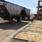 Three large bins of pinkish pistachio fruits in the foreground, with a man on a forklist about to pick one up at the rear. To the side, a large metal container. Blue sky in the background.