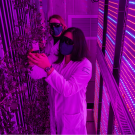 Prof Gail Taylor and Yufei Qian collecting data about watercress grown in the vertical farm
