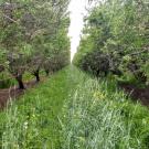 an orchard with a thick understory of cover crop vegetation